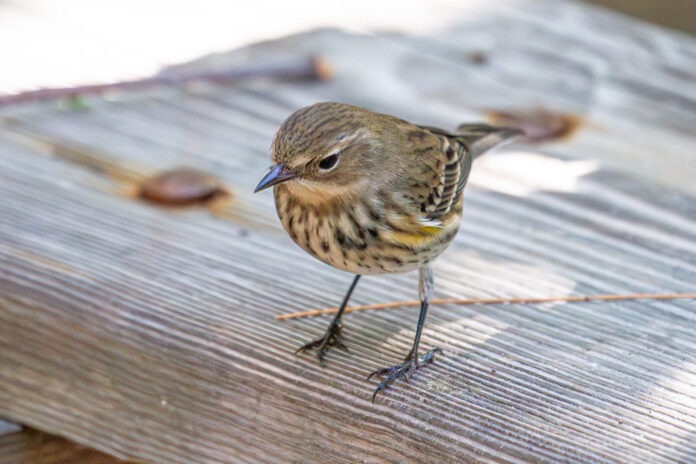 Hedden. Yellow-rumped Warbler on table a small bird standing on top of a wooden bench