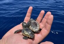 a hand holding three baby turtles in the water
