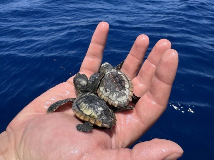 IMG_4707 Large a hand holding three baby turtles in the water