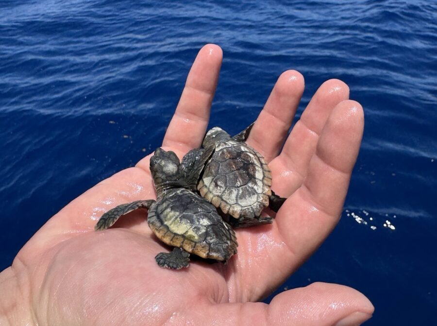 a hand holding three baby turtles in the water