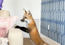 a fox standing on its hind legs in a living room