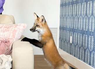 a fox standing on its hind legs in a living room