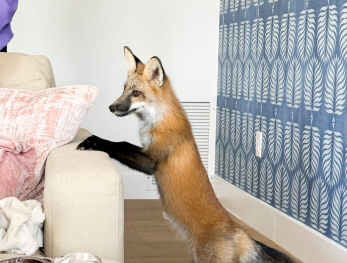 Isla at Kinder in the Keys a fox standing on its hind legs in a living room