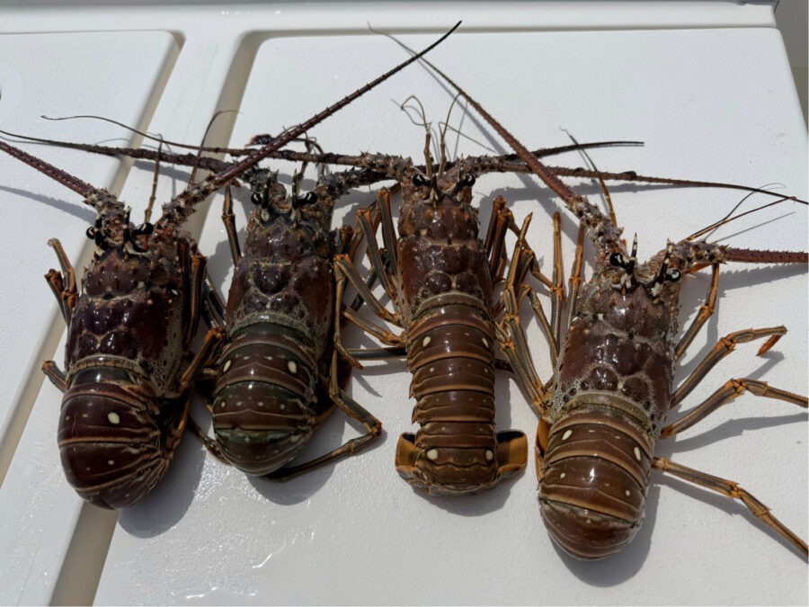 a group of lobsters sitting on top of a white table