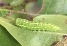 a green caterpillar crawling on a leaf