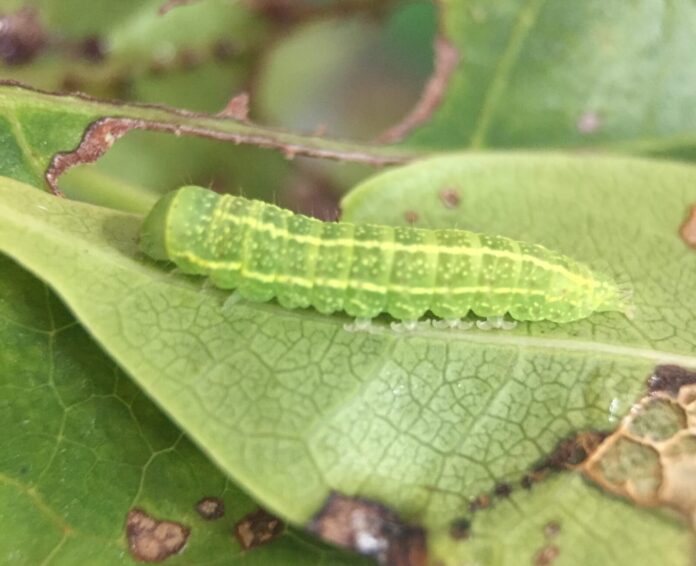 a green caterpillar crawling on a leaf