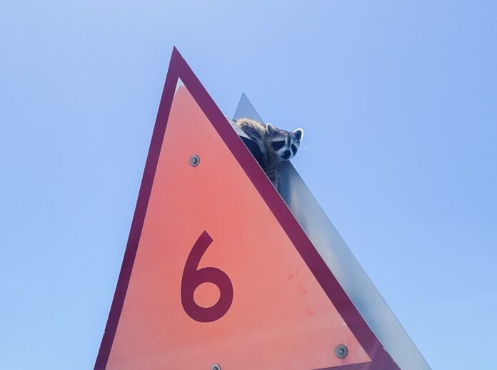 a street sign with a raccoon sticking out of it