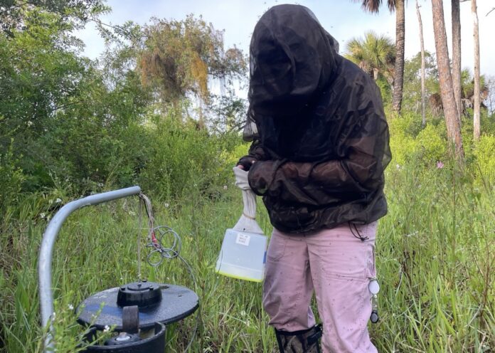 Saltmarsh mosquito Large a person in a hooded jacket standing in a field