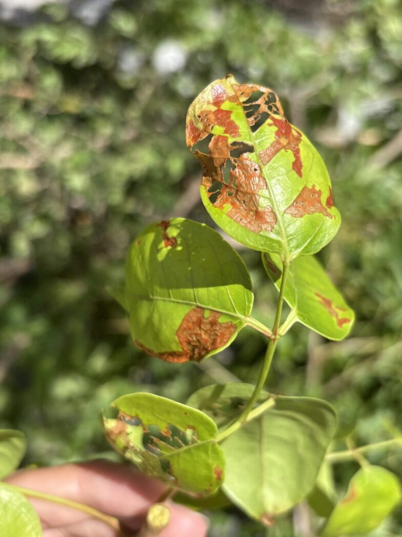 a person holding a plant with brown spots on it