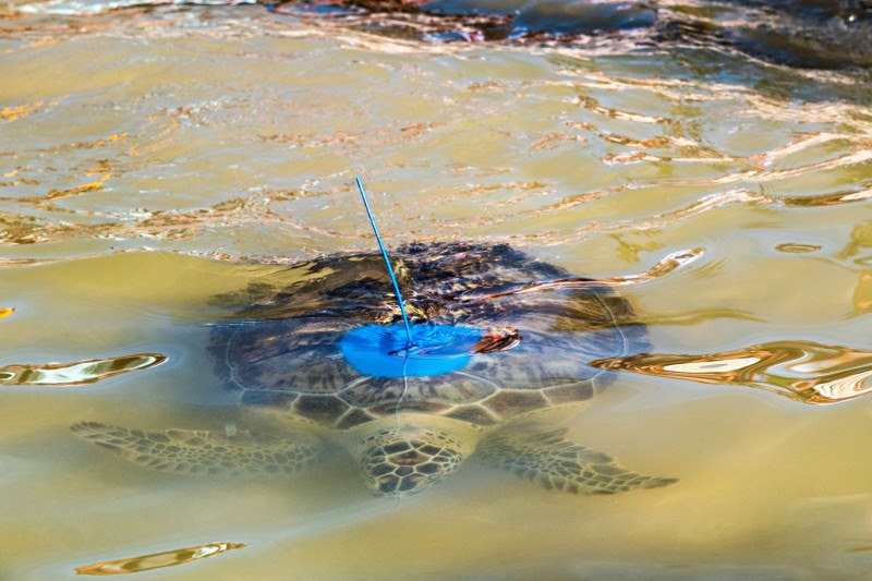 a turtle swimming in the water with a blue device on its back