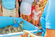 a group of people looking at a turtle in a pool