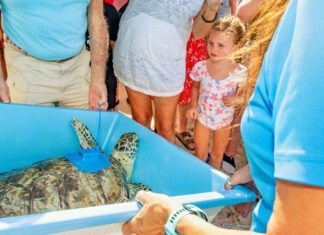 a group of people looking at a turtle in a pool
