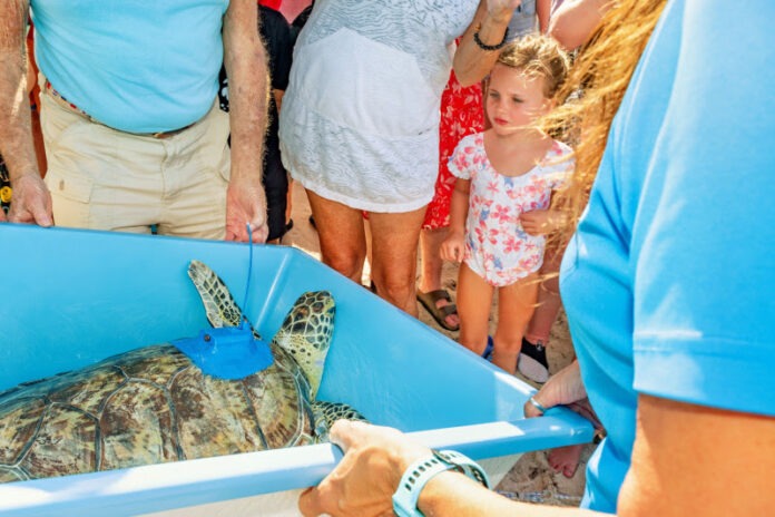 a group of people looking at a turtle in a pool