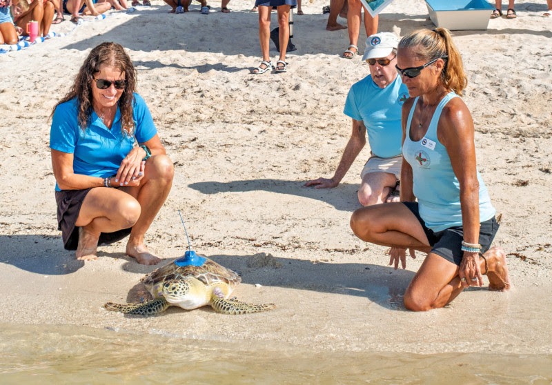 a group of people on a beach with a turtle