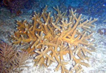 a close up of a starfish on the ocean floor