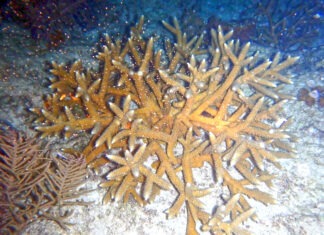 a close up of a starfish on the ocean floor
