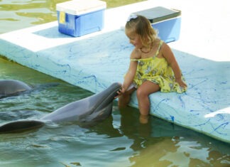 a little girl sitting on a ledge next to a dolphin