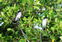 two black and white birds sitting on top of a tree branch