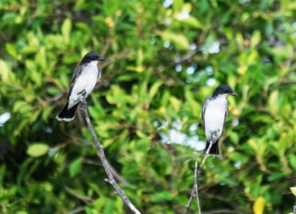 two black and white birds sitting on top of a tree branch