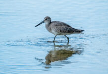a bird standing in a body of water