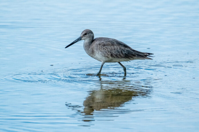 a bird standing in a body of water