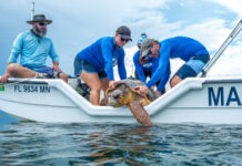 a group of people on a boat with a turtle