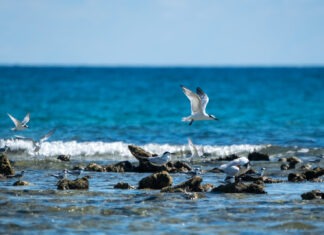 a flock of birds flying over a body of water