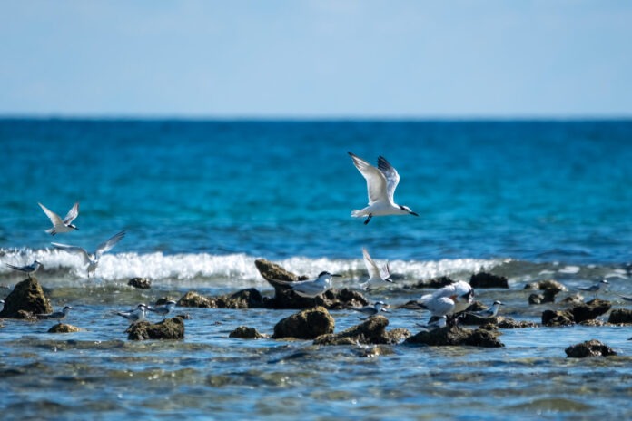 a flock of birds flying over a body of water