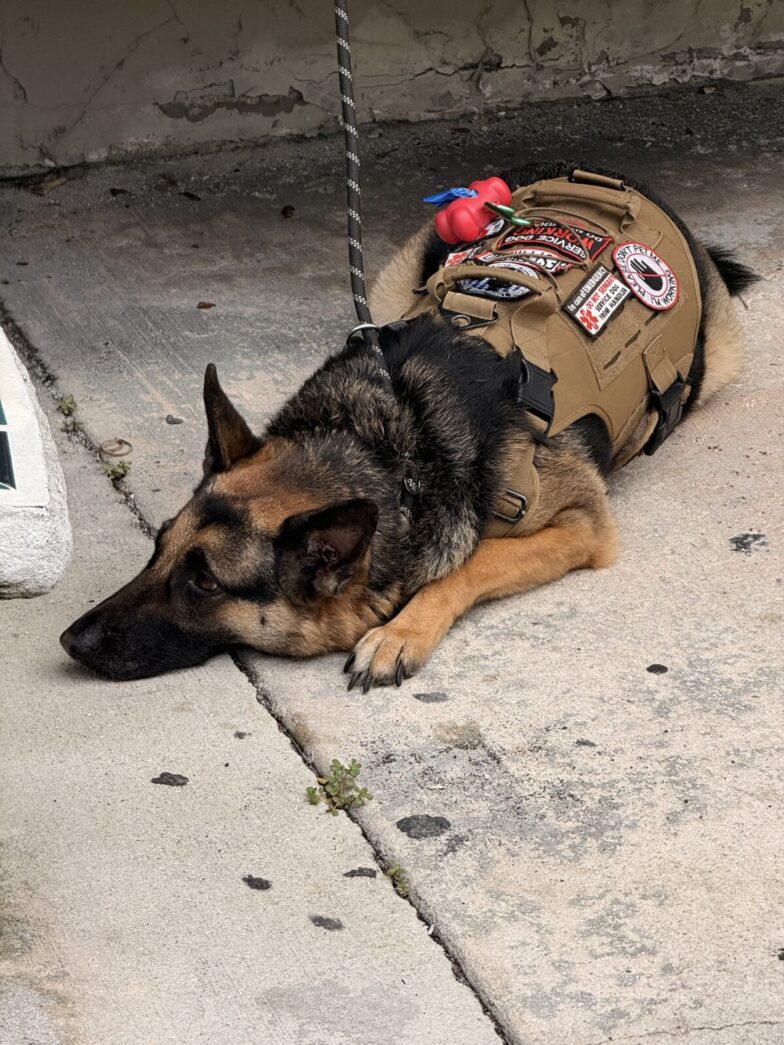 a dog laying on the ground wearing a vest