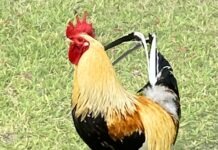 a rooster standing on top of a lush green field