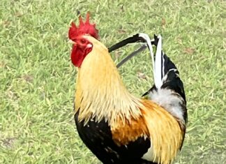 a rooster standing on top of a lush green field