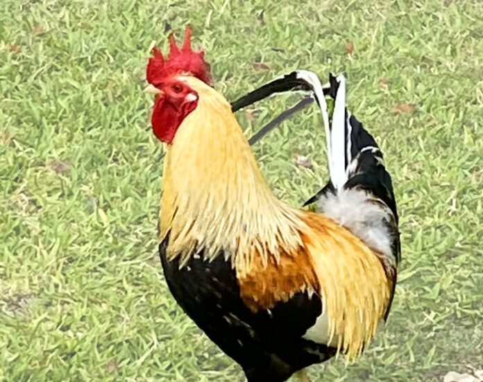 KW rooster a rooster standing on top of a lush green field
