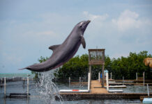 a dolphin jumping out of the water