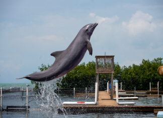 a dolphin jumping out of the water