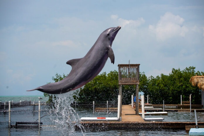 _RS18983 a dolphin jumping out of the water
