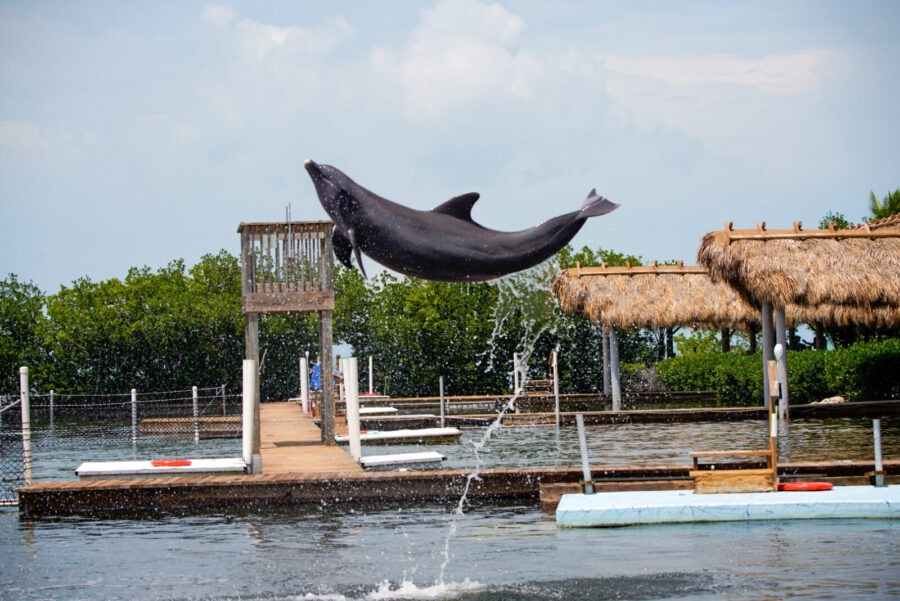 a dolphin jumping out of a body of water