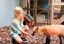 a little girl is petting a small fox