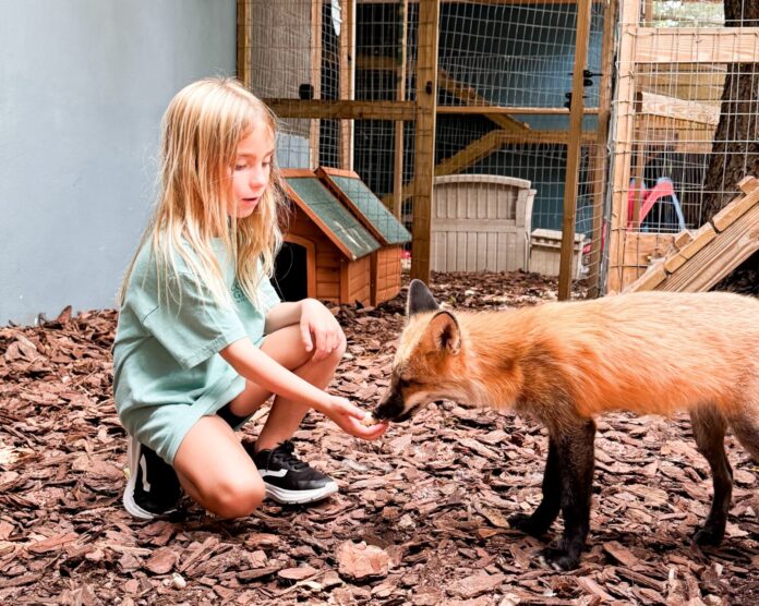 Student with Penny a little girl is petting a small fox