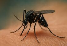 a close up of a mosquito on someone's arm