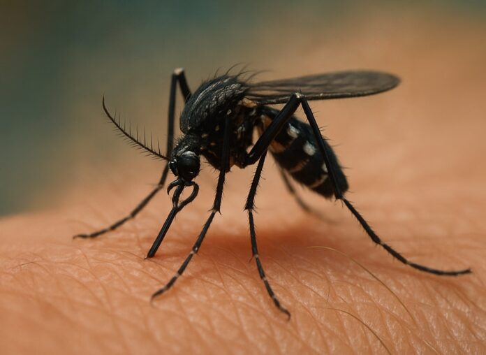 a close up of a mosquito on someone's arm