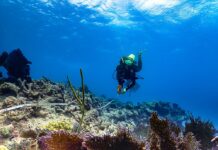 a scuba diver swimming over a coral reef