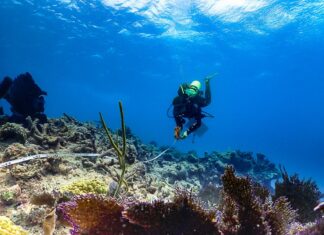 NOAA STUDY: TWO CORAL SPECIES ARE FUNCTIONALLY EXTINCT a scuba diver swimming over a coral reef