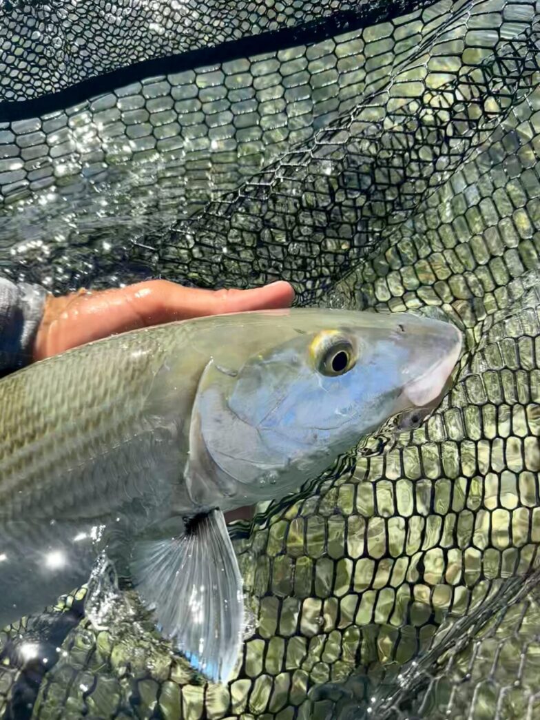 a person holding a fish in a net
