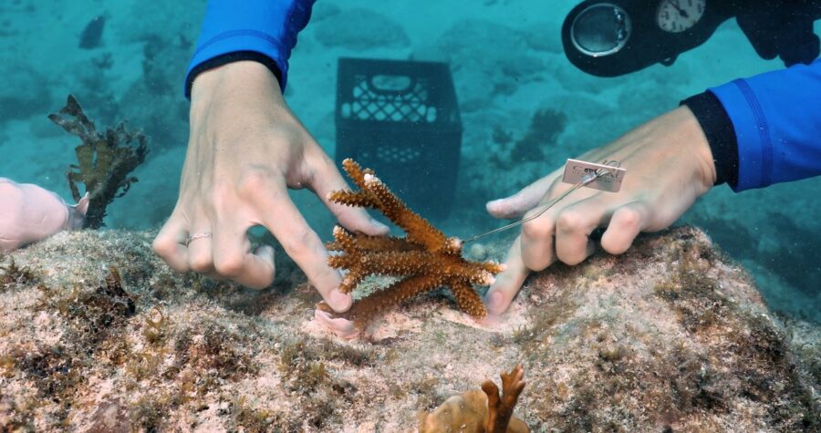 a person reaching for a starfish in the ocean