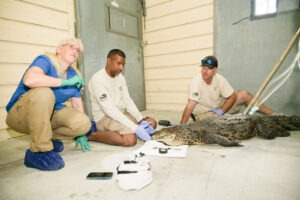 IMPALED CROCODILE RESCUED IN KEY LARGO; FWC INVESTIGATION CONTINUES