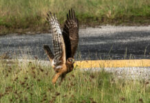WILD THINGS: NORTHERN HARRIERS & NOT PICKING FAVORITES a bird of prey in the grass near a road