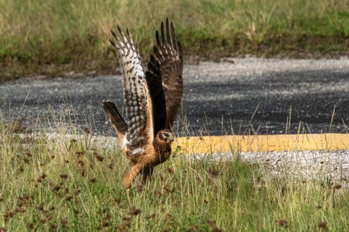 a bird of prey in the grass near a road
