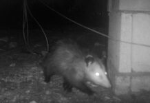 a raccoon walking away from a house at night