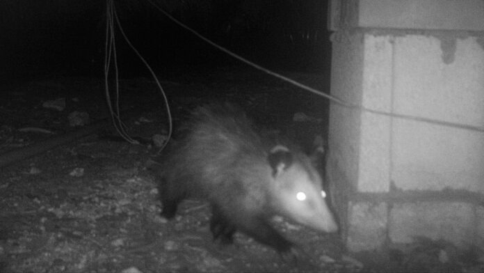 M0 ALS0 L142 T142 S0 IR52 C2 Y204 B0 comp26 ST2 +-16 6 a raccoon walking away from a house at night