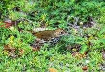 a brown and white bird standing on top of a lush green field